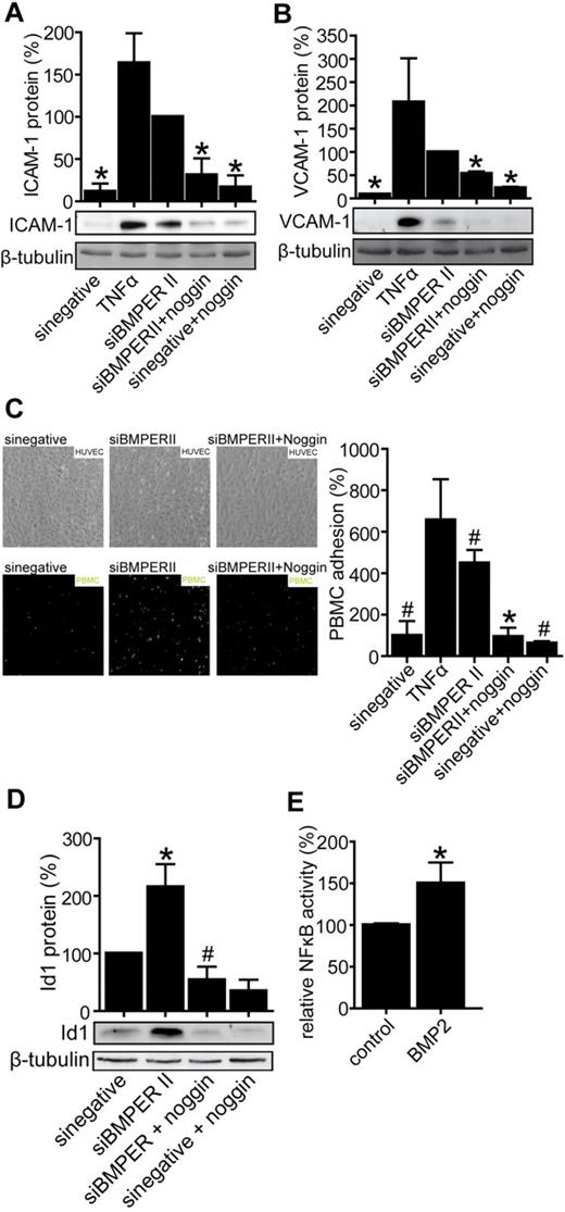 Figure 7. Loss of BMPER causes endothelial inflammation involving a BMP-dependent mechanism. The BMP antagonist noggin attenuates expression of adhesion molecules in vitro reflected by ICAM-1 protein (A) and VCAM-1 protein (B) after BMPER knockdown. HUVECs were transfected with control siRNA or siBMPERII. Endothelial cell medium was changed and cells were treated with or without noggin (500 ng/mL). HUVECs transfected with control siRNA were exposed to TNFα and served as a positive control. Cells were lysed and used for Western blotting with anti–human ICAM-1 antibody (A), anti–human VCAM-1 antibody (B) or anti–human Id1 antibody (D). β-tubulin was used as loading control. (C) Noggin prevents leukocyte adhesion on endothelial cells transfected with BMPER siRNA in flow chamber experiments. Endothelial cells were transfected with siBMPERII or control siRNA and were exposed to noggin as indicated. TNFα stimulated endothelial cells served as a positive control. PMA activated PBMCs attached on the endothelial surface. (D) Noggin diminishes up-regulation of Id1 protein expression after BMPER knockdown. (E) BMP2 increased NFκB activity in NIH3T3 fibroblasts. NIH3T3 cells were transfected with the NFκB-responsive luciferase construct and exposed to recombinant BMP2 (100 ng/mL) for 24 hours. Afterward cells were lysed and NFκB activity was quantified in reporter assay and normalized to β-galactosidase activity (*P < .05 versus siBMPER; #P < .05 versus sinegative).