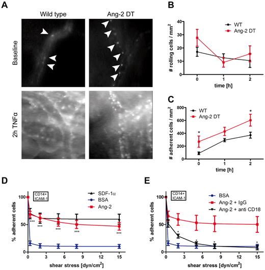 Figure 6. Ang-2-induced leukocyte adhesion. Leukocyte-endothelial interactions of rhodamine-6G–labeled leukocytes in Ang-2 DT and WT littermates were assessed by fluorescence intravital microscopy using the skinfold chamber model (top). (A) Inflammatory activation was induced by superfusion with TNF-α for 2 hours (bottom). (B) The number of rolling cells was not significantly altered by Ang-2 expression. Quantification of adherent leukocytes (arrowheads) revealed significantly increased baseline adhesion in Ang-2 DT mice (n = 4) compared with WT (n = 5). After 2 hours of TNF-α stimulation, the number of adhesive leukocytes further increased above adhesion levels determined in WT mice (C). Data are mean ± SD of 4 animals. Adhesion under shear of CD14+ human monocytes to ICAM-1 was significantly increased when cells were additionally exposed to Ang-2 (cocoating with ICAM-1) compared with BSA control (D). SDF-1α served as a positive control (D). This effect was completely abolished on incubation with an inhibitory antibody against β2-integrin (anti-CD18) but not with control IgG (E). Data are mean ± SEM of 10 independent experiments (using anti-β2 antibody: n = 4). **P < .01. ***P < .005.