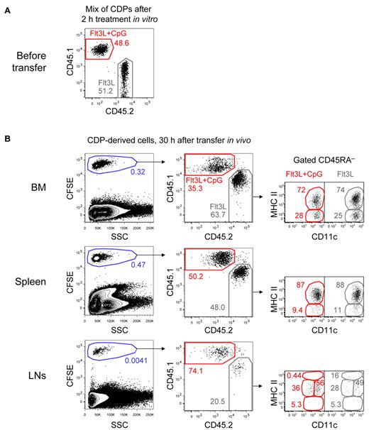 Figure 4. TLR-stimulated CDPs preferentially home to LNs in expense of the BM in steady-state hosts. CDPs were FACS-isolated from the BM of CD45.1+ and CD45.2+ mice. CD45.1+ CDPs were stimulated for 2 hours in cultures containing Flt3L and CpG, whereas CD45.2+ CDPs were cultured in Flt3L alone. After culture, CDPs were washed, mixed in a one-to-one ratio, CFSE-labeled, and adoptively transferred intravenously into CD45.1xCD45.2 F1 steady-state hosts. After 30 hours, BM, spleen, and subcutaneous LNs were analyzed. The transferred mix of CD45.1+ CpG-stimulated CDPs and CD45.2+ CDPs from control cultures is shown in panel A. Cells gated on NK1.1− CD19− are shown for the different organs after 30 hours in vivo (B left column). To better distinguish CDP-derived cells from the host, cells were gated CFSE+, and the ratio of CD45.1+ CpG-stimulated and CD45.2+-nonstimulated cells was determined (B middle column). The CD11c and MHC II expression of CD45RA− cells is shown for each subset (B right column). The results of 1 representative experiment of 3 independent experiments of each recipient mouse are shown.
