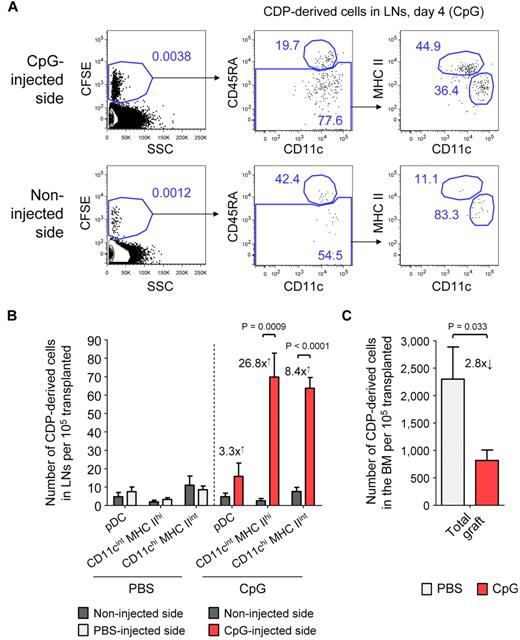 Figure 6. CDPs give rise to increased numbers of DCs in inflamed LNs. CD45.1xCD45.2 F1 hosts were transplanted with freshly isolated, CFSE-labeled CD45.1+ CDPs and injected with either 25 μg of CpG or PBS into one foot pad. The plots show CD19− NK1.1− cells on day 4 in LNs draining the injected side and the noninjected side of a representative CpG-treated animal (A). The cells were first gated CFSE+ to separate transferred CDP-derived cells from the host background (left) and further gated CD45.1+ CD45.2− cells (data not shown). The gating for pDCs (CD11clow CD45RA+), CD11cint MHC IIhi, and CD11chi MHC IIint DCs derived from transferred CDPs is indicated (middle to right). The bar graph in panel B shows the average number of CDP-derived cells in the LNs from the injected and the noninjected side of animals treated with CpG or PBS. The numbers drawn on the graph indicate the average fold increase of CDP-derived DCs on the injected compared with the noninjected side. The number of total CDP-derived cells in the BM of PBS- and CpG-treated animals it shown in panel C. The graphs show the means and SEM of 4 independent experiments, each using 1 CpG- and 1 PBS-treated recipient mouse, and the level of significant difference between inflamed and noninflamed organs is indicated.