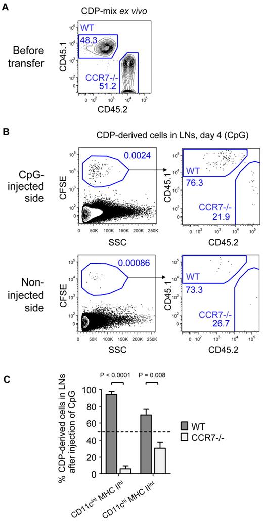 Figure 7. LN recruitment of CDP-derived DCs depends on CCR7. Freshly isolated CDPs from CD45.1+ WT and CD45.2+ CCR7-deficient animals (CCR7−/−) were mixed in a one-to-one ratio, CFSE-labeled, and adoptively transferred intravenously into CD45.1xCD45.2 F1 hosts that were injected with 25 μg of CpG into the foot pad. The transferred mix of CD45.1+ WT and CD45.2+ CCR7−/− CDPs of 1 representative experiment is shown in panel A. Plots in panel B show CD19− NK1.1− cells from LNs of the CpG-injected and the noninjected side on day 4. The samples were further gated CFSE+ to assess the ratio of CD45.1+ WT and CD45.2+ CCR7−/− CDP-derived cells. The bar graph in panel C indicates the percentage of CD11cint MHC IIhi or CD11chi MHC IIint DCs derived from WT or CCR7−/− CDPs. The transferred CDP-mix of 50% WT and 50% CCR7−/− is indicated by a dotted line. One of 3 independent experiments is depicted using one recipient animal per condition (A-B). The bar graph in panel C shows the mean and SEM of the 3 independent experiments with indication of the level of significant differences between WT and CCR7−/− DC subsets.