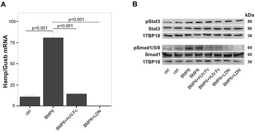 Figure 1. LDN-193189 and soluble hemojuvelin protein (HJV.Fc) block Smad1/5/8 signaling and inhibit Hamp mRNA expression in primary rat hepatocytes. Primary rat hepatocytes were isolated from female Lewis rats and stimulated with BMP6 (25 ng/mL; 0.69nM) for 12 hours in the presence/absence of LDN-193189 (500nM) or HJV.Fc (25 μg/mL; 166nM). (A) Quantitative RT-PCR for Hamp mRNA expression relative to the housekeeping transcript β glucuronidase (Gusb) was then carried out. (B) In parallel, Western blots investigating Smad1 levels and Smad1/5/8 phosphorylation (pSmad1/5/8) as well as Stat3 levels and phosphorylation (pStat3) were carried out. 1TBP18 was used as nuclear loading control. (A) Results are reported as means ± SEM for 3 independent experiments with n = 6 per group, and the P values are shown as determined by ANOVA with Bonferroni correction for multiple tests. (B) One representative blot of 3 independent experiments is shown.