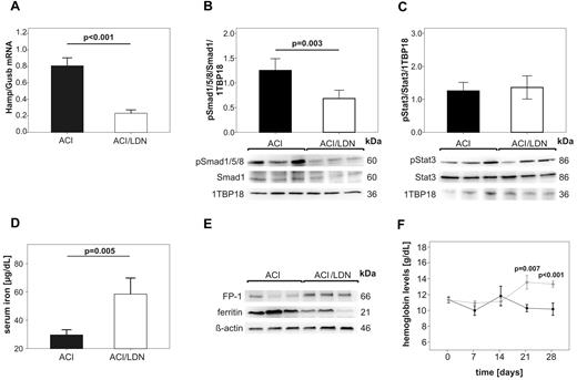 Figure 3. Long term treatment with LDN-193189 reverses anemia in a rodent model of ACI by modulating the hepcidin-ferroportin axis and by mobilizing iron. ACI was induced by intraperitoneal administration of PG-APS into female Lewis rats and animals were followed up for 3 weeks. Then, ACI rats were treated with either LDN-193189 (3mg/kg, ACI/LDN) or vehicle alone (ACI) by intraperitoneal administration every second day over 28 days as detailed in “Animals.” Rats were then killed and analyzed for (A) relative expression of Hamp/Gusb mRNA in the liver as determined by quantitative real-time RT-PCR, (B) hepatic Smad1 levels and Smad1/5/8 phosphorylation (pSmad1/5/8) as well as (C) Stat3 levels and Stat3 phosphorylation (pStat3) as examined by Western blot, (D) serum iron levels, and (E) the protein expression of ferroportin (FP-1) and ferritin in the spleen as visualized by Western blots. (B, C) 1TBP18 was used as nuclear loading control and (E) ß-actin as cytoplasmatic loading control. (F) Hemoglobin levels were measured in ACI rats once weekly starting with the initiation of LDN-193189 ♦ (light gray) or vehicle ● (dark) administration (day 0; 21 days after PG-APS injection). Results in panels A, B, C, D, F are reported as means ± SEM (n = 6 per group). Calculations for statistical differences between the various groups were carried out by Student t test and P values are shown. (B,C,E) One representative Western blot is shown. Western blots used for densitometric quantification (B-C) are shown in supplemental Figure 3A.