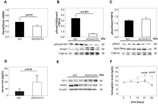 Figure 4. Long term treatment with HJV.Fc reverses anemia in a rodent model of ACI by modulating the hepcidin-ferroportin axis and by mobilizing iron. ACI in female Lewis rats was induced by intraperitoneal administration of PG-APS and animals were followed up for 3 weeks. Then, ACI rats were treated with either HJV.Fc protein (20 mg/kg; ACI/HJV.Fc) or vehicle alone (ACI) by intravenous administration twice weekly over 28 days. (A) Hamp mRNA relative to Gusb mRNA expression in the liver, (B) hepatic Smad1 levels and Smad1/5/8 phosphorylation (pSmad1/5/8) as well as (C) Stat3 levels and Stat3 phosphorylation (pStat3), (D) serum iron levels and (E) the protein expression of ferroportin (FP-1) and ferritin in the spleen are shown after the termination of the experiment as detailed in the legend to Figure 3. (B-C) 1TBP18 was used as nuclear loading control and (E) β-actin as cytoplasmatic loading control. (F) Hemoglobin levels were determined in ACI rats once weekly starting with the initiation of HJV.Fc protein ♦ (light gray) or vehicle ● (dark) administration (day 0; 21 days after PG-APS injection). Results in panels A, B, C, D, F are reported as mean ± SEM, n = 10 for vehicle treated ACI rats and n = 10 for HJV.Fc treated ACI rats. Calculations for statistical differences between the various groups were carried out by Student t test. Exact P values are shown. (B,D) One representative Western blot is shown. Western blots used for densitometric quantification (B-C) are shown in supplemental Figure 3B.
