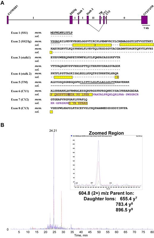 Figure 3. Amino acid sequence alignment of the full-length and alternatively spliced FcμR along with the exon organization and the mass spectrometric results of serum FcμR. (Top) Exon organization of FCMR is schematically drawn to the scale indicated. Exons (boxes) encoding particular regions of the receptor are denoted as follows: 5′ untranslated (5′UTR), signal peptide (SS), extracellular Ig-like domain (Ig), stalk (Stalk), transmembrane (TM), cytoplasmic (CY), and the 3′ untranslated (3′UTR) regions. Roman numbers in each intron (horizontal lines) indicate the phase occurring between 2 exons. The lines connecting exon 4 (stalk 2) with exon 6 (CY1) indicate the alternative splicing identified in the cDNA of PMA-activated 697 pre-B cell line (gene accession HM480394). (Bottom) Amino acid sequences (single-letter code) deduced from the full-length (membrane-bound form; top mem.) and the alternatively spliced (bottom sol.) FcμR are aligned. Amino acid identity is indicated by dots (·) and a deletion by dashes (-). The unique 70 carboxyl-terminal residues of the FcμR splice variant are purple, and 2 predicted hydrophobic regions (SS and TM) are underlined. The sequences identified by mass spectrometric analysis of the tryptic peptide of the ∼ 40-kDa FcμR in CLL patients' sera are framed and highlighted in yellow. (B) Multiple reaction monitoring scan profile of one of the serum FcμR-derived peptide sequences. Liquid chromatographytandem mass spectrometric analysis reveals that this peptide eluted at a retention time of 24.21 minutes corresponds with the tryptic peptide “Q236SPLQAGPPTGR247” of the splice variant FcμR with a mass of 1190.6 Da, which covers the boundary of splicing of exons 4 and 6.