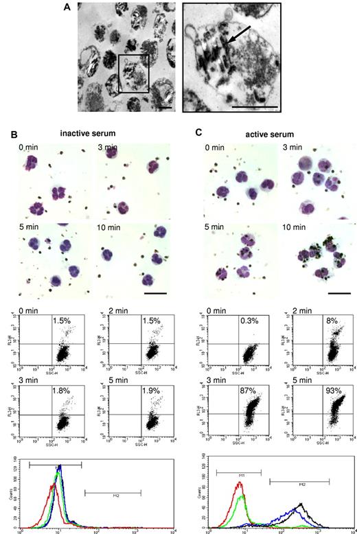 Figure 1. Phagocytosis of isolated DVs by PMNs. (A) Electron microscopic appearance of DVs naturally liberated from late-stage parasitized RBCs showing ∼ 1- to 2-μM vesicles with varying content of hemozoin (arrow) bound by a limiting membrane. Scale bars indicate 1 μm. (B) DVs were incubated with PMNs prelabeled with PE-conjugated anti-CD16 IgG in 10% inactive serum. Microscopic Giemsa smears were prepared at the depicted times and flow cytometric analyses of phagocytosis were performed by gating PMNs and assessing the number of red fluorescent cells. Histograms of the corresponding dot plots are shown in the bottom panel (red: 0 minutes; green: 2 minutes; blue: 3 minutes; and black: 5 minutes). M1 is the region set for nonfluorescent cells and M2 for fluorescent cells. The numbers counted in the M2 region are shown in the dot plots. (C) Same experiment performed in active serum. The results of flow cytometric analyses are shown at 2 and 3 minutes to illustrate the abrupt onset of phagocytosis occurring in active serum. The findings in inactive serum remained stationary over the period of observation of 30 minutes. One representative experiment of 3 independent experiments is shown. Scale bars indicate 20 μm.
