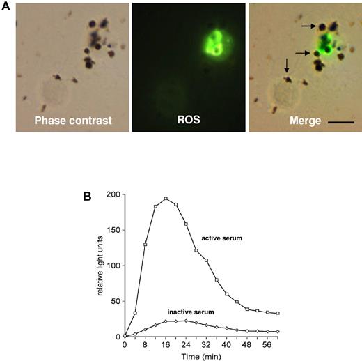 Figure 2. Phagocytosis of DVs induces ROS production in PMNs. (A) PMNs were laden with dichlorol-fluorescein to visualize ROS generation at the single-cell level. Phagocytosis of DVs was accompanied by triggering of the respiratory burst, and ROS generation was seen to surround intracellular DVs. ROS generation was not observed when DVs were just attached to the cells (arrows). Scale bar indicates 10 μm. (B) Luminol-based chemiluminescence assay for ROS generation in PMNs during phagocytosis of DVs revealed a bell-shaped response curve covering a time span of 30-40 minutes. PMNs were challenged with 3-5 DVs/cell and the chemiluminescence response was recorded in the presence of 10% active or heat-inactivated human serum. One representative experiment of 3 independent experiments is shown.