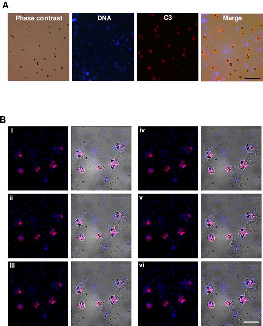 Figure 3. Selective opsonization and phagocytosis of DVs after pRBC rupture. (A) Immediately after lysis of late-stage pRBCs, merozoites and DVs were harvested and stained with polyclonal Abs directed against native and activated C3 (C3b) and DNA. C3 immunoreactivity was exclusively restricted to DV membranes. Scale bar indicates 20 μm. (B) DNA staining was used to identify merozoites and PE-surface-labeled PMNs were added to the mixture with DVs. Stacked images (i-vi: top to bottom) were prepared that revealed extracellular localization of merozoites. Left rows: fluorescence; right rows: merged fluorescence and phase-contrast images. The micrographs shown are representative of 3 independent experiments. Scale bar indicates 20 μm.