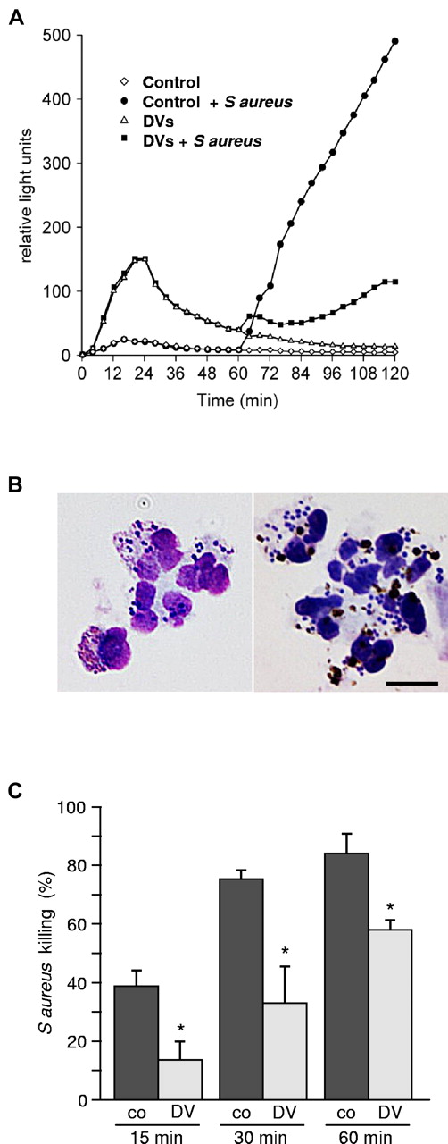 Figure 6. Phagocytosis of DVs leads to impairment of PMNs-function. (A) ROS generation was detected using the luminol-based chemiluminescence assay. Control PMNs incubated for 60 minutes in medium and subsequently challenged with S aureus mounted a vigorous response. Incubation of cells with DVs induced an initial bell-shaped response, but ROS generation upon subsequent bacterial challenge was conspicuously blunted. (B) Microscopic examination undertaken 20 minutes after S aureus challenge revealed effective phagocytic uptake of the bacteria in both cases (left: control PMNs; right: PMNs preloaded with DVs). Scale bar indicates 10 μm. (C) Assessment of bacterial killing revealed marked impairment of bactericidal activity in DV-laden cells. One representative experiment of 4 independent experiments is shown. Results are expressed as means of triplicates ± SD; *P < .001 compared with control.