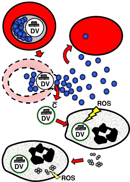 Figure 7. Schematic presentation of the concept of immune decoy by the DV. Rupture of a parasitized cell liberates one DV along with 32 merozoites. In nonimmune serum, complement is activated only on the DV, so exclusive uptake of the vesicle follows, leaving merozoites free to invade new cells. ROS generation in response to DV uptake is unable to harm the merozoites, but instead drives the cells into a state of functional exhaustion so that efficient killing of subsequently engulfed bacteria is no longer ensured.