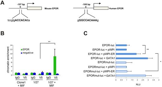 Figure 3. ETV6-RUNX1 binds to the EPOR gene promoter region and activates its transcription. (A) In silico analysis of mouse and human upstream genomic regions of the EPOR gene revealed the existence of a highly conserved putative RUNX1 binding site located ∼ 200 bp upstream of transcription initiation. (B) ChIP assays at the putative RUNX1 binding site located in the EPOR promoter in mouse 1/27 BaF3 cells induced to express ETV6-RUNX1 (+ MIF) or mock-induced control cells (clone 1 + MIF, n = 6; P = .0048). α-V5 indicates V5 epitope antibody used for ETV6-RUNX1 immunoprecipitation in BaF3 1/27 cells and IgG is isotype control; and negative, an EPOR genomic region negative for ETV6-RUNX1 binding sites (see also supplemental Figure 2). (C) The first 200 bp of the human EPOR promoter was cloned upstream of a pGL4 luciferase vector and transfected into 293T cells with or without expression vectors for GATA1 (positive control) or ETV6-RUNX1 (ER). Both GATA1 (as expected) and ETV6-RUNX1 were able to enhance basal luciferase activity of the promoter (P = .0076). This effect was dependent on an intact RUNX1 binding site as the mutation (mut) of the putative site abolished the increase in luciferase activity observed with ETV6-RUNX1. RLU indicates relative luciferase units, normalized to EPOR promoter vector (EPOR-luc). Data are from 4 independent experiments.