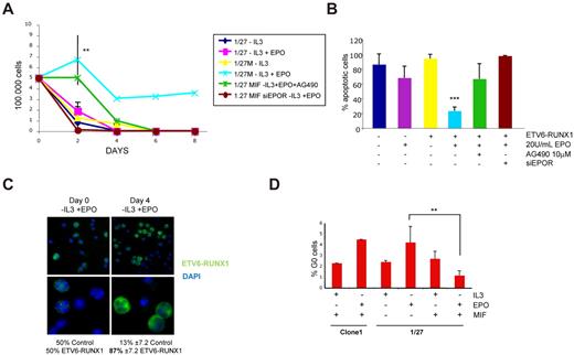 Figure 4. EPO alone sustains cell survival in ETV6-RUNX1–expressing cells. (A) Growth curves: A total of 500 000 uninduced and ETV6-RUNX1–expressing BaF3 1/27 cells were cultured in the absence of IL-3 and absence or presence of 20 U/mL human EPO for up to 8 days (n = 4 P = .0085). Only in ETV6-RUNX1–expressing cells was EPO able to maintain cell survival in the absence of IL-3 but not in the absence of EPOR (siRNA knockdown) or intact JAK2 activity (AG490). (B) Apoptosis analysis: On day 8, cells were stained with propidium iodide, and the sub G1 population (apoptotic cells) was analyzed. In the long-term assay, only cells expressing ETV6-RUNX1 maintained low levels of apoptosis. (C) Growth competition experiment: A total of 105 cells of mifepristone-induced clone 1 control cells and 1/27 cells expressing ETV6-RUNX1 were mixed and grown for 4 days in the absence of IL-3 and the presence of 20 U/mL EPO. Cells were stained at day 0 and day 4 with α-V5-FITC antibody and 4,6-diamidino-2-phenylindole, and a minimum of 200 cells were counted for ETV6-RUNX1 expression. Images were taken with an Axioscope microscope (Zeiss) with 63×/1.25 oil and 100×/1.30 oil objectives in a Vecta shield mounting medium H-1000 (Vector Laboratories Inc). A Hamamatsu digital camera ORLA-ER (C-4747-80) was used and images were captured with smart Capture X Version 2.6.2 and Adobe Photoshop CS Version 8.0. (D) Analysis of cell cycle: On day 4 of growth in the absence or presence of IL-3 or EPO, cells were stained with Hoechst 33342 and pyronin Y (n = 3; P = .0095). Only in ETV6-RUNX1–expressing cells could EPO induce G1 arrest of cell cycle, but not quiescence, measured as a percentage of cells in G0 (see also supplemental Figure 5).