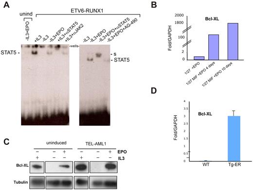 Figure 5. EPO promotes STAT5 signaling and increases Bcl-XL expression in ETV6-RUNX1+ mouse cells. (A) EMSA assay. Uninduced and ETV6- RUNX1-expressing BaF3 1/27 cells were incubated with 20 U/mL EPO for 2 days. Equal amounts of nuclear extracts were incubated with a γ-32P labeled β-casein promoter probe to analyze EPOR signaling through STAT5 DNA binding activity. In cells expressing ETV6-RUNX1, EPO triggers activated STAT5 complexes (marked) compared with non–ETV6-RUNX1–expressing cells. S indicates supershift (see also supplemental Figure 4). (B) Quantitative PCR analysis of Bcl-XL expression in uninduced (1/27) and ETV6-RUNX1–expressing BaF3 1/27 cells (1/27M) grown in the presence of 20 U/mL EPO for 4 or 10 days, respectively. (C) Western blot analysis of Bcl-XL expression in uninduced and ETV6-RUNX1–expressing BaF3 1/27 cells grown for 2 days in the presence or absence of IL-3 or EPO. (D) Quantitative PCR analysis of Bcl-XL expression in bone marrow Sca1+ cells isolated from wild-type and ETV6-RUNX1+ transgenic mice (n = 6).