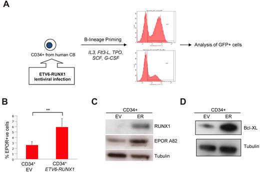 Figure 6. ETV6-RUNX1 deregulates EPOR expression, activates STAT5 signaling pathways, and enhances BCL-XL expression in a human preleukemic cell model. (A) Experimental schema: human CD34+ cells were isolated from normal cord blood and infected with an ETV6-RUNX1–expressing lentivirus. Cells were primed for B-cell differentiation for up to 5 days. (B) GFP+ (ETV6-RUNX1+) cells were analyzed for EPOR expression by FACS. EV indicates empty vector. (C) GFP+ (ETV6-RUNX1+) cells were analyzed for EPOR expression by Western blot. (D) GFP+ (ETV6-RUNX1+) cells were analyzed for BCL-XL expression and Western blot.