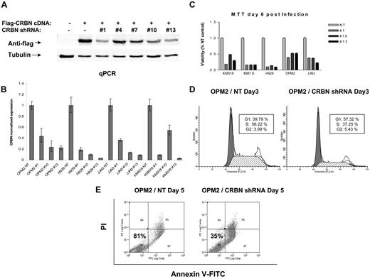 Figure 1. CRBN knockdown induces myeloma cell cytotoxicity. (A) Five lentiviral CRBN shRNA constructs were cotransfected with Flag-tagged CRBN cDNA expression constructs into 293 cells, and Western blot was performed at day 3 after transfection to measure flag-tagged CRBN level. Lentiviruses were prepared from 3 lentiviral CRBN shRNA constructs (1, 10, and 13) and the corresponding NT constructs and subsequently were used to infect 4 different myeloma cell lines. CRBN knockdown was detected by quantitative PCR at day 3 after infection (B), and the cell viability was measured by MTT assay at day 6 after infection (C). Cell cycle (D) and apoptosis assays (E) were performed on OPM2 cells at day 3 and day 5 after lentiviral infection, respectively.