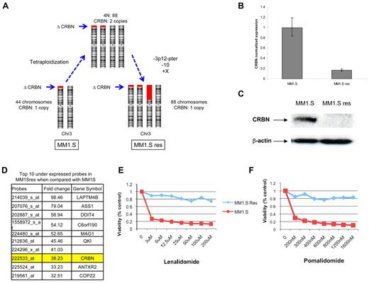 Figure 4. Loss of CRBN expression in MM1.S cell line is associated with lenalidomide resistance. (A) Diagram of the karyotype evolution observed from MM1.S (lenalidomide-sensitive) to MM1.Sres cell line (lenalidomide-resistant). Red blocks represent the deletions on chromosome 3p, including CRBN (arrows indicate its location). Although 1 CRBN allele is present in the MM1.Sres cell line, there is a significant reduction of CRBN transcript (B) and lack of protein expression (C). (D) GEP comparison showed CRBN as one of the top 10 underexpressed genes in MM1.Sres compared with MM1.S. The lack of or very low CRBN expression was associated with lenalidomide (E) and pomalidomide (F) resistance.