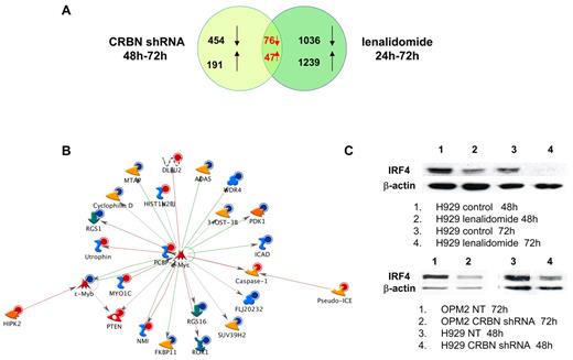Figure 6. GEP identified common changes in OPM2 cells treated either with lenalidomide or with CRBN shRNA. GEP analysis was performed on OPM2 cells either treated with lenalidomide for 48 and 72 hours or transduced with CRBN shRNA (for 48 and 72 hours). (A) The numbers of genes that have expression changed at least 2-fold in both treatments (lenalidomide vs vehicle and CRBN shRNA vs NT shRNA) are summarized at the top. Overall, 123 gene changes were shared between lenalidomide treatment and CRBN knockdown. Those 123 genes were uploaded as the input list for generation of biologic networks using MetaCore pathway analysis. (B) Illustration of one of the top scored networks from active experiments. Green lines indicate activation; red lines, inhibition; and gray lines, unspecified. Red circles represent up-regulated genes; and blue circles, down-regulated genes. (C) Western blot analysis was performed to detect IRF4 expression in HMCLs treated either with lenalidomide or transfected with CRBN shRNA.