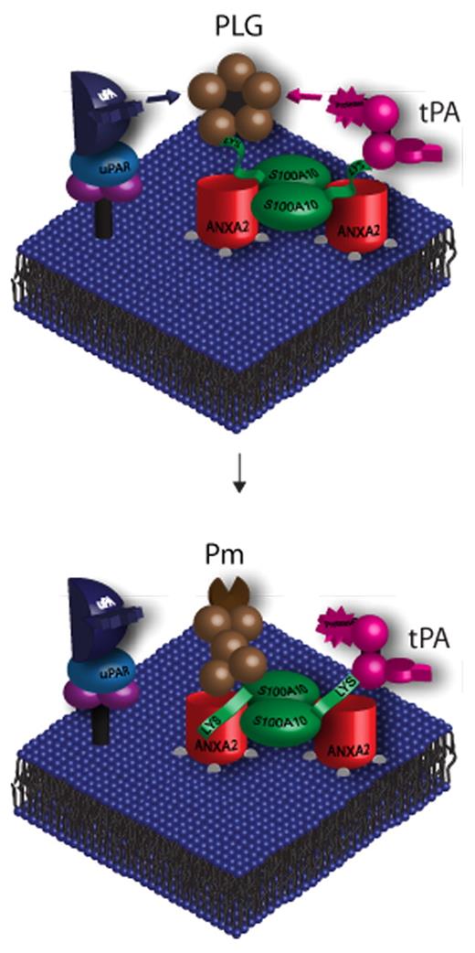 Figure 1. AIIt-dependent plasminogen activation. AIIt is expressed on the cell surface of a variety of cells and functions as a plasminogen receptor. AIIt consists of 2 molecules of ANXA2 bound together by a dimer of the protein S100A10. ANXA2 contains phospholipid-binding sites that anchor S100A10 to the cell surface membrane, whereas the C-terminal lysine residue of S100A10 binds tPA and plasminogen. S100A10 has also been shown to colocalize plasminogen with the uPA/uPAR complex. S100A10-induced colocalization of plasminogen with its activators accelerates the proteolytic cleavage of plasminogen, resulting in plasmin generation and therefore enhanced fibrinolytic activity. Both ANXA2 and S100A10 bind to plasmin, protecting it from inactivation by α2-antiplasmin.