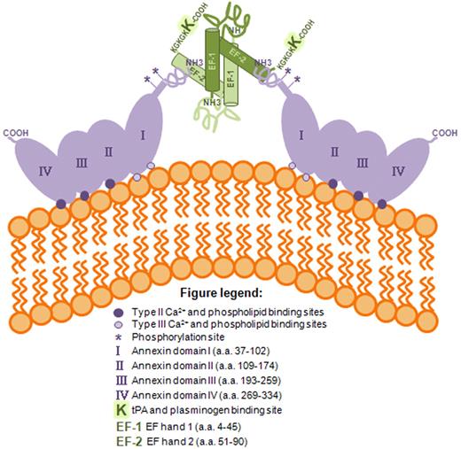Figure 2. Schematic representation of the ANXA2 heterotetramer on the cell surface. ANXA2 belongs to the annexin family of phospholipid and calcium-binding proteins. Annexins bind to anionic phospholipids in a calcium (Ca2+)–dependent manner. All annexins share a conserved domain of 4 repeat sequences ∼ 70 residues long composed of 5 α-helices containing several Ca2+ binding sites. Within the AIIt heterotetrameric complex, ANXA2 is a planar, curved molecule with opposing convex and concave sides. The convex side faces the cellular membrane and contains the Ca2+ and phospholipid binding sites, whereas the concave side faces away from the membrane and contains both the N- and C-terminal regions of ANXA2. The N-terminus of ANXA2 contains the binding site for S100A10, a reactive cysteine residue, phosphorylation sites at Tyr 23 and Ser 14, and a nuclear export signal, whereas the C-terminus contains a reactive cysteine residue and binding sites for F-actin, phospholipid, fibrin, and heparin. S100A10 is a 10-kDa protein containing an N-terminal and a C-terminal EF hand separated by a rather unstructured linker region. One of the main features of S100A10 is the presence of a C-terminal lysine residue that forms a binding site for tPA and plasminogen. AIIt, the predominant form of ANXA2 and S100A10 on the cell surface, is composed of 2 molecules of ANXA2 linked together by a dimer of S100A10. The S100A10 dimer of AIIt is positioned in the center, with an ANXA2 molecule on each side. The first 10 amino acids of ANXA2 form an α-helix, which lies in a hydrophobic cleft formed by loop L2 and helix HIV of one molecule of S100A10 and helix HI of the other S100A10. The ANXA2 binding site on the S100A10 dimer primarily encompasses residues in the C-terminal region extending beyond the second EF hand. The binding of tPA and plasminogen to the complex occurs on the C-terminal lysine of the S100A10 subunit. Removal of the C-terminal lysine results in a heterotetrameric complex that fails to bind tPA and plasminogen and also fails to stimulate tPA-dependent plasminogen activation.29,52