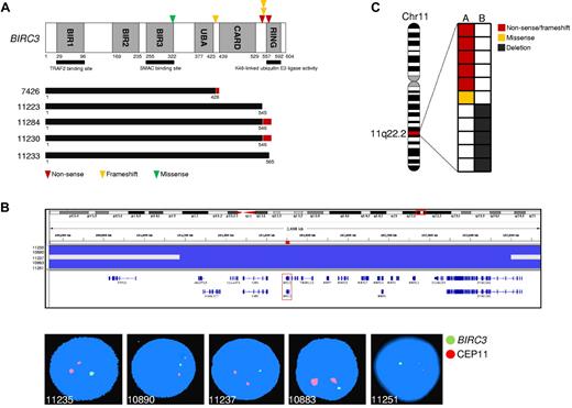 Figure 2. BIRC3 mutations in SMZL. (A) Schematic representation of the BIRC3 protein with its key functional domains. Color-coded symbols indicate the type and position of the mutations on BIRC3. The predicted BIRC3 polypeptides in SMZL cases harboring mutations that truncate the BIRC3 RING domain are aligned below (black bars represent normal coding regions; red bars represent the position of frameshifts and the length of translation before a stop codon is encountered). (B) Graphic representation of segmentation data from SMZL carrying BIRC3 deletions, visualized with Integrative Genomics Viewer (IGV) software (http//www.broadinstitute.org/igv). Each track represents 1 sample, where gray denotes a normal (diploid) copy number and blue indicates region of a copy number loss. Individual genes in the region are aligned in the bottom panel. Dual-color FISH validation of BIRC3 deletions (RP11-177O8-BIRC3–specific probe in green and chromosome 11 centromeric probe in orange). (C) Allelic (A or B) distribution of BIRC3 genetic lesions in individual SMZL samples. Chr11 indicates chromosome 11.