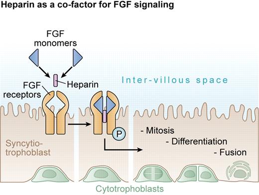 Figure 4. Heparin promotes cytotrophoblast proliferation. Heparin facilitates dimerization of FGFs to enhance mitotic signaling. This action of heparin may reduce the risk of severe PE by promoting the production of cytotrophoblasts for syncytial fusion and maintenance of a healthy outer syncytiotrophoblast in contact with maternal blood.