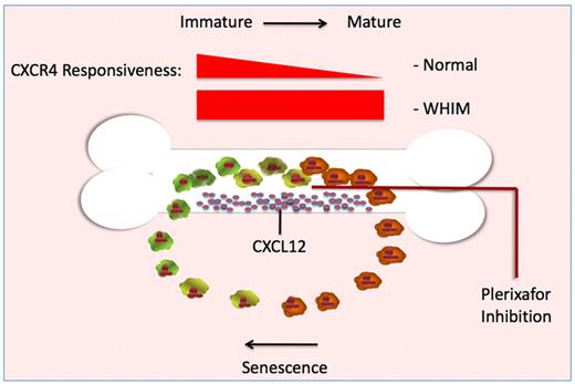 Illustration outlining the relationship between neutrophil maturation, bone marrow release, and cellular responsiveness of CXCR4 receptor to the ligand CXCL12. As neutrophils mature in healthy individuals, the cell-surface expression of CXCR4 and responsiveness to CXCL12 are reduced (darker cells). Once in the periphery, cell-surface expression and responsiveness to CXCL12 increase as these neutrophils age (lighter cells), allowing relocalization to CXCL12 secreting niches. In cells expressing CXCR4 truncation mutants, down-regulation after receptor activation is impaired. As a result, the mutant receptor remains continuously responsive to CXCL12 produced by bone marrow stromal cells. Blockade of the CXCR4 receptor with plerixafor permits mutant neutrophils to escape the constant signaling loop that otherwise keeps mature neutrophils trapped in the bone marrow. This schema is presented as a probable mechanism for correction of the neutrophil trafficking defect. McDermott et al speculate that release from the bone marrow may also be the mechanism by which plerixafor corrects the lymphopenia of WHIM syndrome.1