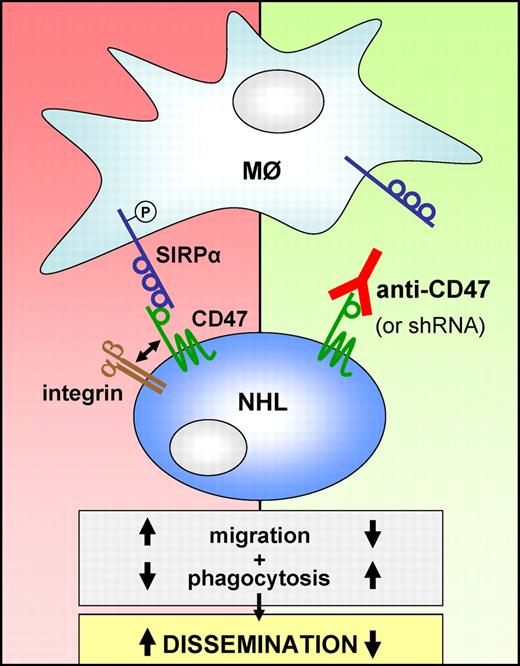 CD47 is an integrin-associated protein and a ligand for the phagocytosis-inhibitory receptor SIRPα (left). Various types of NHL overexpress CD47, which correlates with poor prognosis. In this issue of Blood, Chao et al show that CD47 is more prominently expressed by disseminated lymphoma cells and that targeting CD47 with a blocking antibody or by RNAi impairs chemokine-controlled migration, promotes macrophage-mediated phagocytosis and prevents dissemination of the malignant B cells (right).