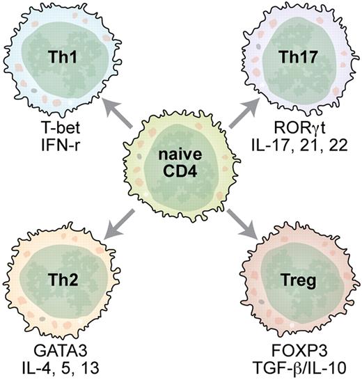 Antigen-activated naive CD4+ T cells adopt various phenotypes as directed by cytokine cues and transcriptional factors. Professional illustration by Kenneth X. Probst.