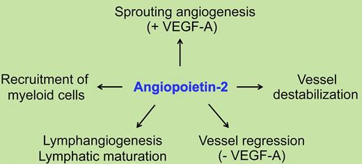 Schematic summary of the diverse functions of angiopoietin-2.