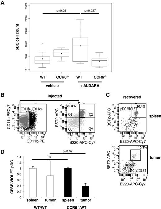 Figure 3. pDC recruitment to B16 melanoma after Aldara treatment is CCR6-dependent. (A) B16 melanoma tumors of WT and CCR6-deficient mice were treated daily with Aldara or vehicle cream for 6 consecutive days. At day 7, harvested tumors after purification of CD45+ immune cells by MACS sorting were analyzed for the frequency of B220+ BST2+ pDC infiltration after gating on viable (DAPI−) and CD11c+/CD11b− DCs (see supplemental Figure 2B). The numbers of CD11c+ CD11b− BST2+ B220+ pDCs among total viable tumor cells were compared using R2.13.2 software (R foundation for Statistical Computing, Vienna, Austria, url:http://www.R-project.org) between WT animals and CCR6-deficient animals treated with Aldara or vehicle cream (n = 9 animals). (B) pDC-enriched cells from in vivo Flt3-L-expanded splenocytes of B6 donors were analyzed for the presence of pDCs (CD11c+ CD11b− BST2+ B220+). (C) pDC-enriched cells from WT Flt3-L-expanded splenocytes were labeled with CellTrace Violet and intravenously injected into recipients. The occurrence of donor pDCs in the recipient's spleen (top) and B16 tumor (bottom) preparation was analyzed 18 hours later (gate on CellTrace violet+ cells). (B-C) Data shown are representative for 5 animals of 2 independent experiments. (D) pDC-enriched cells from splenocytes of Flt3-L–treated WT or CCR6-deficient mice were labeled with CellTrace Violet and CFSE, respectively, for the pool CCR6−/−/WT (black bars). As a control, pDC-enriched cells from splenocytes of Flt3-L–treated B6 were labeled either with CellTrace Violet or CFSE, respectively, for the pool WT/WT (white bars). Cells were adjusted to equal number of pDCs and injected at a ratio 1:1 in B16-carrying B6 recipients that were previously treated with Aldara as described in panel A. After 18 hours, recipients were killed, tumors were processed as described in panel A, and the ratio of donor B6 (violet) and CCR6-deficient (CFSE) pDCs or donor B6 (violet) and donor B6 (CFSE) pDCs was analyzed in the recipient's spleen and tumors (mean ± SD; n = 5 recipients). Statistical significance was obtained with a nonparametric Wilcoxon test.