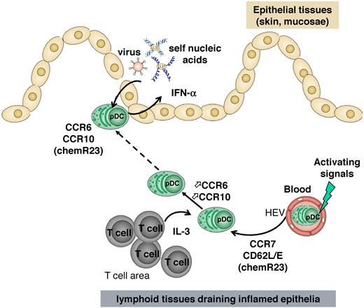 Figure 7. Model for pDC recruitment into inflamed epithelial sites. On their recruitment into lymphoid organs in a manner that involves CCR7 and CD62L, pDCs might be instructed through IL-3 released by local T cells to express CCR6 and CCR10. Such instructed pDCs thus respond to CCL20 and CCL27/CCL28 mediating their migration into epithelial areas of mucosa or skin where they can sense viruses or self nucleic acids and produce IFN-α participating in viral clearance or inflammatory reactions.
