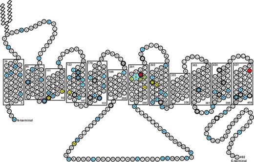 Figure 1. Schematic diagram of glut1. A schematic diagram of glut1 is shown, the membrane spans are based on the model shown in Figure 2A. Mutations (reading frame shifts, sites of insertions or substitutions) associated with glut1DS are highlighted in blue.12,26–29,31 Glut1DS is also associated with splice site mutations and deletions (not shown). Mutations associated with PED are highlighted in light green.30 Deletion of “QQLS” associated with PED and echinocytic anemia is highlighted in dark green.9 Mutations associated with sdCHC are highlighted in red. The 24 amino acids with a bold outline are totally conserved residues across all glucose transporter isoforms and all species (supplemental Figures 1-2, available on the Blood Web site; see the Supplemental Materials link at the top of the online article).