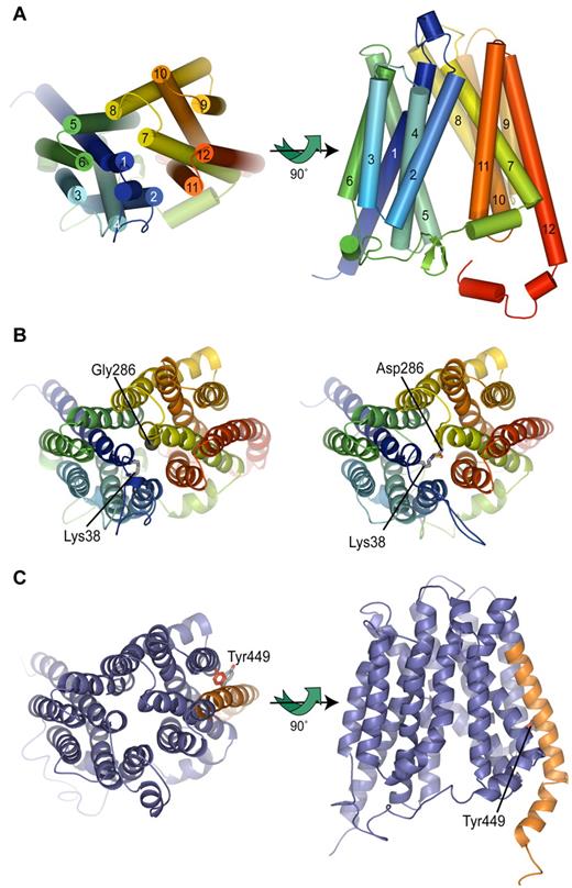 Figure 2. Homology model of glut1. (A) Structural model of wild-type glut1. Cartoon representation of glut1 model colored from blue at the N-terminus to red at the C-terminus with transmembrane helices numbered 1-12. Left panel shows the view from outside the cell; right panel shows view from within the membrane. (B) Structural model of Gly286Asp mutation. Wild-type (left) and Gly286Asp (right) homology models are displayed as Cα ribbon colored from blue at the N-terminus to red at the C-terminus. The Cα atom of Gly286 is shown as a gray sphere and side chains of Lys38 and Asp286 are displayed as sticks colored by atom type. The putative novel salt bridge between Lys38 and Asp286 is shown as a dashed yellow line. (C) Structural model of ΔIle435 mutation. Homology model of ΔIle435 glut1 is displayed as Cα ribbon. Left panel shows the view from outside the cell; right panel shows view from within the membrane. Region of the protein between Ile435 and the C-terminus is colored orange. The side chain of Tyr449 (numbered as in the wild-type protein) is shown as sticks in 2 conformations. The high-energy conformation observed in the final, refined model is shown in gray; for illustrative purposes the closest energetically favorable side chain conformation is shown in red. Adoption of this conformation would cause extensive steric clashes with the residues of transmembrane helix 9.