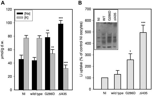 Figure 5. Cation leak in Xenopus laevis oocytes expressing wild-type or mutant glut1. (A) Intracellular sodium and potassium ion concentrations were measured by flame photometry on washed, extracted oocytes (3 replicates of 5 oocytes per condition) after 72 hours of incubation at 19°C in MBS containing ouabain (0.5mM) and bumetanide (5μM). Data, expressed in μmol/g of dry weight, are the mean values ± SEMs for 4 separate experiments; n = 12. *P < .05, **P < .01, and ***P < .001. (B) Li+ influx (as a surrogate for Na+) was measured 2 days after injection. Oocytes (7 per condition) were incubated for 2 hours at 19°C in medium in which NaCl was substituted by LiNO3 in the presence of ouabain (0.5mM) and bumetanide (5μM). Li+ content in each oocyte extract was measured by atomic absorption spectrometry with a Perkin Elmer AAS 3110. The graph shows the data from 7 repeat experiments. To normalize the data, in each individual experiment NI was taken as 100%, and the Li uptake in wild-type, glut1-G286D, and glut1-ΔI435 was expressed as a percentage of NI. The 7 values were then averaged and plotted, ± SEM; n = 7. *P < .05, **P < .01, and ***P < .001. Inset: Glut1 expression levels in Xenopus laevis oocytes were assessed by immunoblotting with the use of an antibody to the C-terminal region of glut1.