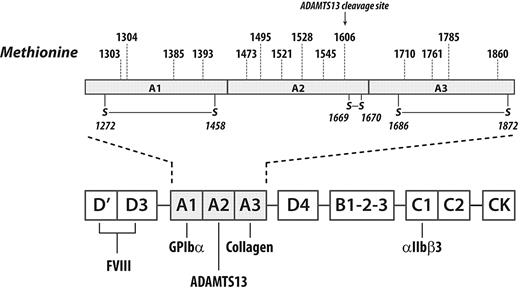 Figure 1. Methionine residues in the A1A2A3 region of VWF. The A1A2A3 region of VWF contains 14 methionine residues, 4 each in the A1 and A3 domains and 6 in the A2 domain, including M1606 at the ADAMTS13 cleavage site. Methionine residues are the amino acids most susceptible to oxidation by HOCl.