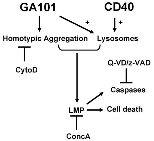 Figure 7. Model for GA101-induced cell death in CD40-stimulated CLL cells. GA101 induces HA, which can be blocked by cytoD. CD40 stimulation increases the number of lysosomes that are susceptible to swelling and burst via GA101 engagement. Both GA101-induced HA and an increase in lysosomal number are required to result in LMP, leading to cell death. An increase in lysosomal volume and LMP can be inhibited by concA. Release of cathepsins into the cytosol after LMP leads to caspase activation. Caspase activation, but not cell death, is inhibited by Z-VAD and Q-VD.
