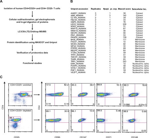 Figure 1. Identification of possible Treg biomarkers. (A) Work flow of the strategy applied to identify and validate potential Treg biomarkers. CD4+CD25+ and CD4+CD25− T cells were isolated by antibody coupled magnetic beads. Isolated cells were subfractionated into their respective cytosolic, membrane and nucleic/insoluble cytoskeleton fractions. Each protein fraction was precipitated by ice-cold acetone followed by SDS-PAGE. SimplyBlue SafeStain stained protein bands were excised, in-gel trypsinated and the resulting peptides enriched on a C18 gel-loader tip column before nano-LC-MS/MS analysis. Resulting peptide fragmentation spectra were searched against the Uniprot database using Mascot as a search engine. A selected set of proteins were taken further for validation by complementary methods and finally functional analysis. (B) Proteins observed exclusively in CD4+CD25+ cells, number of observations and observed peptides, total Mascot score and the proteins respective cellular compartments. To fulfill our criteria, proteins had to be observed in CD4+CD25 enriched cells in at least 2 of 3 experiments and not in the CD4+CD25 depleted cells. A Mascot cut-off ion score of 30 was applied on the peptide level to ensure high confidence. (C) Among the identified membrane proteins, 4 were already designated with a number in the CD nomenclature and were known to contain an extracellular domain, CD95, CD147, CD71, and CD148. (C) CD4+ cells were either depleted or enriched for CD25 and cell surface stained with an antibody cocktail containing conjugated anti-CD4, anti-CD3, anti-CD25, and either anti-CD95, anti-CD147, anti-CD71, or anti-CD148 before flow cytometry.