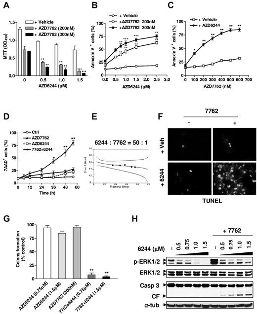 Figure 1. The MEK1/2 inhibitor AZD6244 blocks ERK1/2 activation induced by the novel Chk1 inhibitor AZD7762 in human MM cells, leading to synergistic induction of apoptosis and diminished clonogenicity. (A) H929 cells were pretreated (24 hours) with the indicated concentrations of the MEK1/2 inhibitor AZD6244, followed by 200nM or 300nM AZD7762 for another 48 hours, after which time cell survival was monitored with the MTT assay. **P < .01 and ***P < .002 versus values for cells treated with AZD7762 alone. (B-C) H929 cells were sequentially treated as described in panel A with AZD6244 in either the presence or absence of the indicated concentrations of AZD7762 (B), or with the indicated concentrations of AZD7762 in either the presence or absence of 2.5μM AZD6244 (C). After drug treatment, the percentage of apoptotic (annexin V+) cells were determined by flow cytometry. *P < .05, **P < .01, and ***P < .001 versus values for cells treated with AZD6244 or AZD7762 alone. (D) H929 cells were incubated for the indicated intervals with 300nM AZD7762 after preadministration (24 hours) of 2.5μM AZD6244. Cell death was then monitored by 7-AAD staining and flow cytometry. *P < .01 and **P < .001 versus values for cells treated with AZD7762 alone. (E) H929 cells were treated with a range of AZD6244 concentrations for 24 hours and a range of AZD7762 concentrations for another 48 hours, alone or in combination at a fixed ratio (50:1). At the end of this period, 7-AAD+ cells were determined by flow cytometry. Median-dose effect analysis was used to characterize the nature of the interaction. Two additional studies yielded equivalent results. (F) H929 cells were treated with 2.5μM AZD6244 for 24 hours ± 300nM AZD7762 for another 48 hours, and then stained on Cytospin slides by TUNEL. (G) Alternatively, after being treated with the indicated concentrations of AZD6244 for 24 hours and AZD7762 for another 48 hours, cells were washed free of drug and plated in soft agar. After incubation for 14 days, colonies, consisting of groups of > 50 cells, were scored, and colony formation for each condition was expressed relative to untreated controls. Results represent the means ± SD for 3 separate experiments performed in triplicate. **P < .005 versus single-drug treatment. (H) In parallel, H929 cells were pretreated for 24 hours with the indicated concentrations of AZD6244 and with 300nM AZD7762 for another 48 hours, after which time Western blot analysis was performed to evaluate ERK1/2 phosphorylation and caspase-3 cleavage. Each lane was loaded with 20 μg of protein; blots were stripped and reprobed with anti-tubulin Ab to ensure equal loading and transfer. Results are representative of 3 separate experiments.