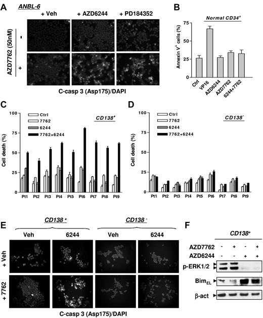 Figure 2. The AZD7762/AZD6244 regimen induces apoptosis in IL-6–dependent MM cells and selectively targets primary CD138+ MM cells while sparing their normal hematopoietic counterparts. (A) IL-6–dependent ANBL-6 cells were exposed to 2.5μM AZD6244 or 2.5μM PD184352 for 24 hours, followed by 50nM AZD7762 for another 48 hours, after which time cells were immunofluorescently stained with AF 488–conjugated Ab directed against cleaved (activated) caspase-3 to monitor caspase-3 activation. Images were captured microscopically at 40×/0.65. (B) Normal cord blood CD34+ cells were exposed to 5μM AZD6244 ± 300nM AZD7762 or 4μM VP-16 for 24 hours, after which time the percentage of apoptotic (annexin V+) cells was determined by flow cytometry. (C-D) Primary CD138+ MM cells (C) and their CD138− counterparts (D) were isolated from the BM samples of 9 patients with MM. Cell death responses of cells exposed for 24 hours to 250nM AZD7762 ± 5μM AZD6244 were examined by trypan blue exclusion. (E) Once the number of CD138+ cells was suitable, followed by drug treatment as described in panels C and D, primary cells were immunofluorescently stained with AF 488–conjugated cleaved (activated) caspase-3 Ab to confirm apoptosis. The representative images shown were captured microscopically at 40×/0.65. (F) Primary CD138+ MM cells from a MM patient were treated as described in panel C, and then subjected to Western blot analysis to monitor ERK1/2 phosphorylation and Bim expression. Lanes were loaded with 10 μg of protein; blots were reprobed with Abs to β-actin to ensure equivalent loading and transfer.