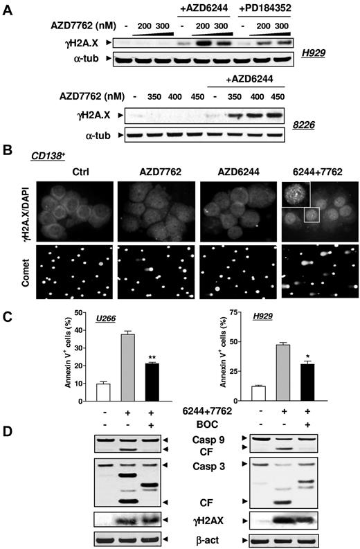 Figure 3. MEK1/2 inhibitors enhance DNA damage induced by AZD7762 in MM cell lines and primary CD138+ MM cells. (A) H929 and RPMI8226 cells were exposed to either AZD6244 (H929, 2.5μM; 8226, 5μM) or PD184352 (5μM for both lines) for 24 hours followed by the indicated concentrations of AZD7762 (H929, 24 hours; 8226, 32 hours). Cells were then lysed and subjected to Western blot analysis to assess γH2A.X (phosphorylated H2A.X at Ser139) expression. (B) Primary CD138+ MM cells isolated from the BM sample of a patient with MM were incubated with 250nM AZD7762 in the presence or absence of 5μM AZD6244 for 24 hours, and then immunofluorescently stained with AF 488–conjugated phospho-H2A.X (Ser139) Ab. Images were captured microscopically at 60×/1.40 under oil (top panels). In parallel, a comet assay was performed to assess DNA breaks (bottom panels), as described in “Methods.” (C) U266 and H929 cells were sequentially treated with 2.5μM AZD6244 for 24 hours, followed by AZD7762 (U266, 100nM; H929, 300nM) for 28 hours in the presence or absence of 20μM BOC-D-fmk. After treatment, the percentage of apoptotic (annexin V+) cells was determined by flow cytometry and was significantly lower (*P < .05 and **P < .02) than the values for cells treated with AZD6244/AZD7762 in the absence of BOC-D-fmk. (D) Alternatively, cells treated as described in panel C were lysed and subjected to Western blot analysis using the indicated primary Abs. For panels A and D, each lane was loaded with 20 μg of protein; blots were stripped and reprobed with anti-tubulin or anti-actin Ab to ensure equal loading and transfer. Two additional studies yielded equivalent results.