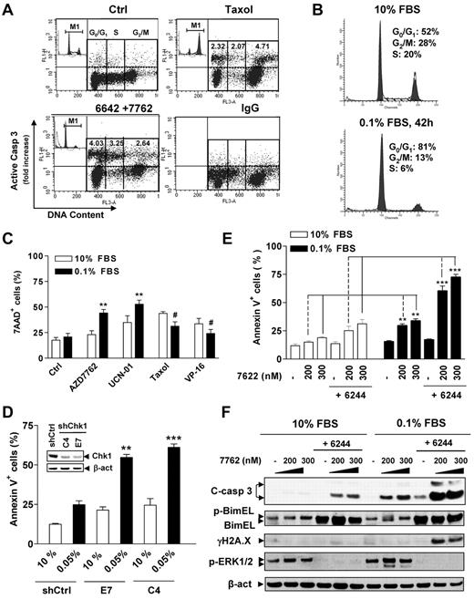 Figure 4. The Chk1/MEK1/2 inhibitor strategy kills MM cells in G0/G1 phase. (A) RPMI8226 cells cultured in 10% FBS were sequentially exposed to 1.5μM AZD6244 for 24 hours, followed by 400nM AD7762 for another 24 hours or 5nM Taxol as a control. The distribution of apoptotic cells in various cell-cycle phases was then determined by flow cytometry combining staining for cleaved (activated) caspase-3 (y-axis) and DNA content (PI; x-axis). The representative results are shown to indicate caspase-3 activation in specific populations of cell-cycle phases, including G0/G1, S, and G2M. Values indicate the -fold increases (treated vs untreated control) of cells displaying caspase-3 activation within each phase of the cell cycle after gating out the subdiploid population. Inset shows the corresponding results of cell-cycle analysis. Taxol-treated cells were incubated with IgG instead of anti-cleaved caspase-3 Ab to demonstrate the specificity of the immunostaining. (B) H929 cells were cultured in low- or high-serum–containing medium (0.1% vs 10% FBS) for 42 hours, and cell-cycle profiles were analyzed by flow cytometry. (C) After being cultured in 0.1% or 10% FBS medium for 42 hours, H929 cells were exposed to various agents, including the Chk1 inhibitors AZD7762 (300nM) and UCN-01 (150nM), the microtubulin-stabilizing agent Taxol (5nM), and the topoisomerase inhibitor VP-16 (4μM) for 24 hours. Cell death was then assessed by 7-AAD staining and flow cytometry and was significantly greater than (**P < .01) or less than (#P < .02) values for cells cultured in 10% FBS. (D) U226 cells were stably transfected with constructs encoding shRNA against human Chk1 (shChk1) or scramble control shRNA (shCtrl) and clones selected with G418. Western blot analysis demonstrates down-regulation of Chk1 expression in 2 shChk1 clones (C4 and E7) compared with shCtrl cells (inset). Cells were then cultured in medium containing 0.05% or 10% FBS for 48 hours, after which time the percentage of apoptotic (annexin V+) cells was determined by flow cytometry and was significantly greater (**P < .02 and ***P < .01) than values for cells cultured in 10% FBS. (E) H929 cells were cultured in 0.1% FBS for 26 hours, and then treated with 1.5μM AZD6244 for 18 hours, followed by the indicated concentrations of AZD7762 for another 24 hours. The extent of apoptosis was analyzed by annexin V staining and flow cytometry and was significantly greater (**P < .005 and ***P < .001) than values for cells cultured in 10% FBS. (F) Alternatively, cells were subjected to Western blot analysis using the indicated primary Abs.