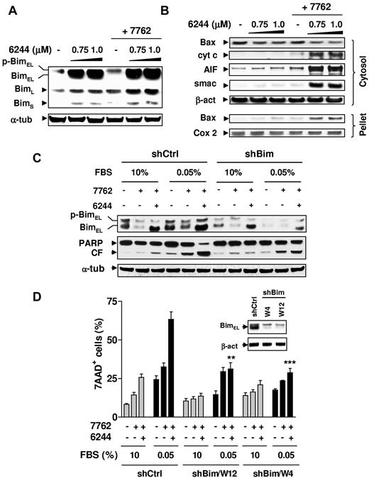 Figure 5. Bim plays a functional role in the lethality of Chk1/MEK1/2 inhibition toward G0/G1–enriched MM cells. (A) H929 cells were exposed to the indicated concentrations of AZD6244 for 24 hours, followed by 300nM AZD7762 for an additional 24 hours, after which time Western blot analysis was performed to monitor the expression of Bim, including phosphorylated (slow migrating) and unphosphorylated (fast migrating) BimEL, as well as BimL and BimS isoforms. (B) Alternatively, cytosolic and mitochondria-enriched (pellet) extracts were subjected to Western blot analysis to monitor the release of mitochondrial proapoptotic proteins (ie, cytochrome c, AIF, and Smac) and translocation of Bax. Parallel blots probed for Cox-2 (cytochrome oxidase subunit 2, a protein of mitochondrial inner membrane) and β-actin are shown to ensure equal loading and transfer for mitochondrial and cytosolic fractions, respectively. (C) Bim shRNA (shBim, clone W12) and scramble control shRNA (shCtrl) U266 cells were cultured in medium containing 0.05% or 10% FBS for 48 hours, followed by coadministration of 1.5μM AZD6244 for 24 hours ± 300nM AZD7762 for an additional 48 hours. Western blot analysis was performed to monitor BimEL expression and PARP degradation. CF indicates the cleavage fragment. (D) shBim (clones W12 and W4) and shCtrl U226 cells were treated as described in panel C, after which time the percentage of dead (7-AAD+) cells was determined by flow cytometry and was significantly less (**P < .01 and ***P < .002) than values for shCtrl cells treated identically in 0.05% FBS medium. Inset shows Western blots demonstrating knock-down of Bim in shBim cell, compared with shCtrl cells. For panels A through D (inset), each lane was loaded with 20 μg of protein; blots were stripped and reprobed with anti-actin Ab to ensure equal loading and transfer. Two additional studies yielded equivalent results.