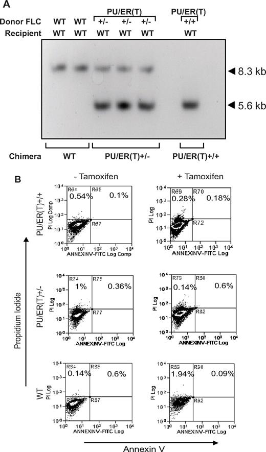 Figure 4. Reconstitution of donor FLC in to mature macrophages in bone marrow chimera mice. (A) Sixty days after FLC transplantation, genomic DNA from alveolar macrophages from resulting chimera mice was subjected to Southern hybridization as described in “Methods.” The hybridization signals in WT (8.3 kb), PU/ER(T)+/− (8.3 and 5.6 kb), and PU/ER(T)+/+ (5.6 kb) indicated the genotype of the resulting chimera mice. (B) Alveolar macrophages from the WT, PU/ER(T)+/−, and PU/ER(T)+/+ bone marrow chimera mice were collected before and after clearance (45th and 55th day) of circulating tamoxifen. Cells were analyzed by FACS for Annexin V/F4/80 and propidium iodide (PI) binding to assess cell apoptosis.