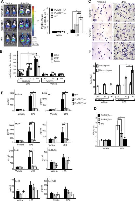 Figure 5. Immunophenotype of WT, PU/ER(T)+/−, and PU/ER(T)+/+ bone marrow chimera mice. (A) WT, PU/ER(T)+/−, and PU/ER(T)+/+ bone marrow chimera mice were injected with luciferin 1 mg/mL and imaged to measure bioluminescence which is an indirect indicator of NF-κB activation at 0 and 16 hours after LPS (10 mg/kg body weight) injection. NF-κB activation in terms of chest photon values per second per square centimeter area was quantitated (represented in circled chest area). Data represent mean ± SEM of 5 individual measurements for LPS treatment and controls (*P < .001 compared with WT LPS treatment, **P < .01 compared with WT LPS treatment). (B) Lung, liver, and spleen tissue from WT, PU/ER(T)+/−, and PU/ER(T)+/+ bone marrow chimera mice were collected, and homogenates were prepared in luciferase assay tissue lysis buffer (Promega). The luciferase activity was measured in different tissue homogenates using luciferin as the substrate. Data represent mean ± SD of 5 individual measurements for LPS and vehicle treatments (*P < .001 compared with WT LPS treatment, **P < .01 compared with WT LPS treatment). (C) Sixteen hours after LPS treatment, BAL fluid was collected from different groups of mice; cytospin slides were prepared and stained with HEMA 3. The numbers of macrophages and neutrophils per field view of microscope were quantitated. Data represent mean ± SD of 3 individual measurements from different animals (*P < .001 compared with WT LPS treatment, **P < .01 compared with WT LPS treatment). (D) Lung tissue homogenates from different groups of bone marrow chimera mice were prepared and analyzed for MPO activity. One unit of MPO activity was defined as change in absorbance at 460 nm per milligram of protein per minute. Data represent mean ± SD of 3 individual measurements from different animals (*P < .001 compared with WT LPS treatment, **P < .01 compared with WT LPS treatment). (E) Blood serum was collected from vehicle and LPS-treated bone marrow chimera mice, and levels of IL-6, MCP-1, KC, TNF-α, IL-1β, IL-10, IL-12p40, and IL-12p70 were measured by multiplex ELISA. Data represent mean ± SD of 4 individual measurements from different animals (*P < .001 compared with WT LPS treatment, **P < .01 compared with WT LPS treatment).