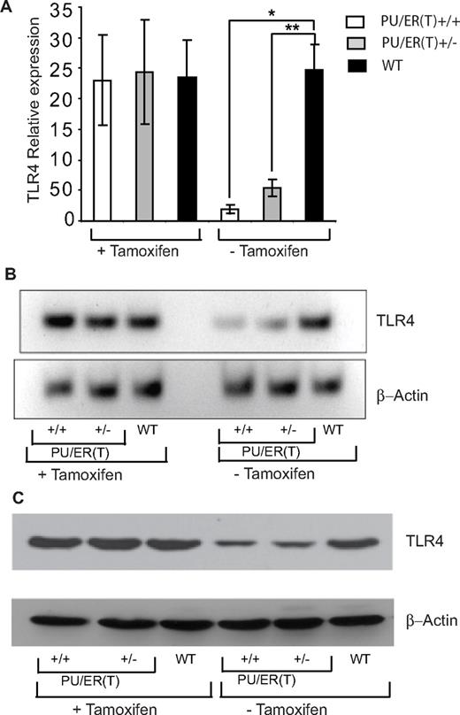 Figure 6. Effect of PU.1 deficiency on TLR4 expression in WT, PU/ER(T)+/−, and PU/ER(T)+/+ bone marrow chimera mice. (A) BAL macrophages were collected from WT, PU/ER(T)+/−, and PU/ER(T)+/+ bone marrow chimera mice on the 45th and 55th day (before and after clearance of circulating tamoxifen), and then total RNA was isolated. Expression levels of TLR4 were measured by qRT-PCR. Data are representative of the average of measurements from 4 different mice. (B) Total RNA isolated as described in panel A was electrophoresed and transferred on to Biodyne A nylon membrane. Transcript levels of TLR4 and actin were detected using biotin-labeled cDNA probes. (C) BAL macrophages were collected from WT, PU/ER(T)+/−, and PU/ER(T)+/+ bone marrow chimera mice on the 45th and 55th day (before and after clearance of circulating tamoxifen), and protein lysates were prepared. Expression of TLR4 protein in alveolar macrophages was determined by Western blotting analysis. Blots presented in panels B and C are representatives of samples analyzed from each group (n = 4).