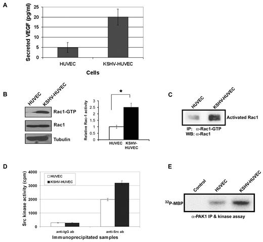 Figure 1. Rac1 is activated in KSHV-infected endothelial cells. (A) The amount of VEGF secreted from uninfected HUVEC and KSHV-infected HUVEC was determined by Luminex assay (Millipore). Four individual replicates were performed and the error bars represent the SD. (B) Detection of activated Rac1 in HUVEC and KSHV-HUVEC. HUVEC and KSHV-HUVEC were harvested, lysed, and activated Rac1 (Rac1-GTP) was immunoprecipitated with GST-PBD and analyzed by Western blot analysis. Corresponding densitometric analysis of Rac1-GTP normalized to Rac1 levels was performed, and this is shown as relative Rac1 activity in the HUVEC. Values are presented as the mean ± SD of 5 independent experiments. *P < .05; n = 5. (C) HUVEC and KSHV-HUVEC were grown to confluence and the cell lysates were immunoprecipitated with anti–Rac1-GTP antibody. The immunoprecipitates were subjected to Western blot analysis with anti-Rac1 antibody. The level of activated Rac1 in KSHV-HUVEC was higher than that in HUVEC. (D) Increased Src kinase activity was observed in KSHV HUVEC compared with HUVEC. Cell lysates from both cells were immunoprecipitated with anti-Src antibody (clone GD11; Millipore). Src kinase assays were performed as per the manufacturer's instructions. Anti-Src immunoprecipitations were used in a kinase assay with the KVEKIGEGTYGVVYK peptide as substrate. Immunoprecipitated complexes with normal mouse IgG were used as the negative control. Phosphorylated peptide was quantitated using a scintillation counter. Values are presented as the mean ± SD of 4 independent experiments. (E) Increased PAK1 kinase activity was seen in KSHV-HUVEC compared with HUVEC.PAK1 immunoprecipitated from cell lysates were used in the kinase assays, along with MBP as the PAK1 substrate. Samples were subjected to SDS-PAGE. 32P-labeled MBP was visualized by autoradiography.