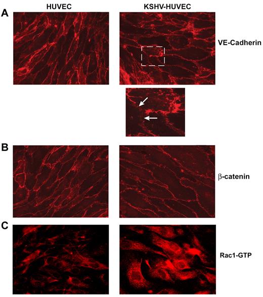 Figure 4. KSHV latent infection affects junctional integrity. HUVEC and KSHV-HUVEC were grown on coverslips, fixed, permeabilized, and stained with an antibody against VE-cadherin (A), β-catenin (B), and Rac1-GTP (C). Magnification, ×63, oil-immersion microscope. Bottom of panel A shows magnification (2.5×) of white box inset.