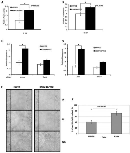 Figure 5. KSHV infection increases endothelial permeability in a Rac1-dependent manner. (A) HUVEC and KSHV-HUVEC were seeded in the upper well of a Transwell chamber and allowed to grow to confluence. FITC-dextran (10 kDa) was placed in the upper well. A sample of medium from the lower chamber was taken after 6 hours, and the amount of FITC-dextran in the lower chamber was measured in a plate reader. These are representative graphs of triplicate assays (#P < .01). (B) HUVEC and KSHV-HUVEC were seeded in the upper well of a Transwell chamber and allowed to grow to confluence. FITC-dextran (40 kDa) was placed in the upper well. A sample of medium from the lower chamber was taken after 6 hours, and the amount of FITC-dextran in the lower chamber was measured in a plate reader. These are representative graphs of triplicate assays (*P < .05). (C) HUVEC and KSHV-HUVEC were transfected for 48 hours with control siRNA or siRNA targeting Rac1 and then seeded in the upper well of a Transwell chamber and allowed to grow to confluence. FITC-dextran (10 kDa) was placed in the upper well. The amount of FITC-dextran in the lower chamber was measured in a plate reader 6 hours later. These are representative graphs of triplicate assays (#P < .01). (D) HUVEC and KSHV-HUVEC were infected with adenovirus containing WT VE-cadherin or a phosphorylation-resistant mutant of VE-cadherin (YY/FF), and then seeded in the upper well of a Transwell chamber and allowed to grow to confluence. FITC-dextran (10 kDa) was placed in the upper well. The amount of FITC-dextran in the lower chamber was measured in a plate reader 6 hours later. These are representative graphs of triplicate assays (#P < .01). (E) KSHV-HUVEC display increased migratory potential. HUVEC and KSHV-HUVEC were seeded in 1 well of a 6-well dish for 24 hours. After wound formation (with a P10 pipette tip), cells were imaged at 0, 6, and 12 hours. (F) The percentage of the gap filled with migrated cells at 6 hours was normalized to the gap measured at 0 hours. The measurements were averaged from 10 different experiments. Error bars represent SD.