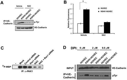 Figure 6. KSHV-induced endothelial permeability requires ROS production. (A) HUVEC and KSHV-HUVEC were treated with NAC (500μM) or vehicle control for 2 hours. VE-cadherin was immunoprecipitated and the immunoprecipitates were subjected to immunoblot analysis with an anti-phosphotyrosine antibody (clone 4G10). (B) HUVEC and KSHV-HUVEC were seeded in the upper well of a Transwell chamber and allowed to grow to confluence. After a 2-hour treatment with NAC (500μM), FITC-dextran (10 kDa) was placed in the upper well. The amount of FITC-dextran in the lower chamber was measured in a plate reader 6 hours later (P < .01; n = 3). (C) Rac1 and ROS affect PAK1 activity. Rac1 siRNA was transfected into KSHV-HUVEC. Cells were harvested 72 hours after transfection. Cells were treated with NAC for 2 hours before harvest. Cell lysates were subjected to immunoprecipitation with an anti-PAK1 antibody and kinase assays were performed. Rac1 siRNA transfected cells showed lower PAK1 kinase activity compared with control siRNA-transfected cells. In addition, NAC-treated KSHV-HUVEC and NAC treatment of Rac1 siRNA–transfected cells displayed the lowest level of PAK1 kinase activity. (D) HUVEC and KSHV-HUVEC were treated with DPI (0.5μM or 2μM) or vehicle control for 2 hours. VE-cadherin was immunoprecipitated and the immunoprecipitates were subjected to immunoblot analysis with an anti-phosphotyrosine antibody (clone 4G10).