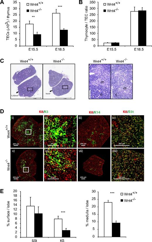Figure 4. Wnt4 controls fetal thymic size through regulation of TEC numbers. (A) TEC numbers in E15.5 and E18.5 Wnt4+/+ and Wnt4−/− thymi dissociated by enzymatic digestions and analyzed by flow cytometry. (B) Thymocyte to TEC ratio in E15.5 and E18.5 thymi. (C) Hematoxylin- and eosin-stained paraffin sections of thymi from Wnt4+/+ and Wnt4−/− mice at E18.5. Original magnification ×40. Higher magnification views of selected regions (black boxes) are shown on the right. m indicates medulla; c, cortex. (D) Frozen thymic sections from Wnt4+/+ and Wnt4−/− mice stained with anti-K8 (i-viii), anti-K5 (i,v), anti-K 14 (iii,vii), and anti-β5t (iv,viii). Higher magnification views of selected regions (white boxes) are shown for K8/K5-stained thymic sections (ii,vi). 10×/0.3 NA (i,iii,v,vii), 40×/1.3 NA oil objective (iv,viii), and 63×/1.4 NA oil objective (ii,vi). (E) Quantitative analysis of β5t and K5 staining (left panel) and the area occupied by medullary regions (right panel) per lobe of E18.5 Wnt4+/+ and Wnt4−/− thymi. Histograms represent mean ± SEM of 8-10 mice (*P < .05, **P < .01, ***P < .005).